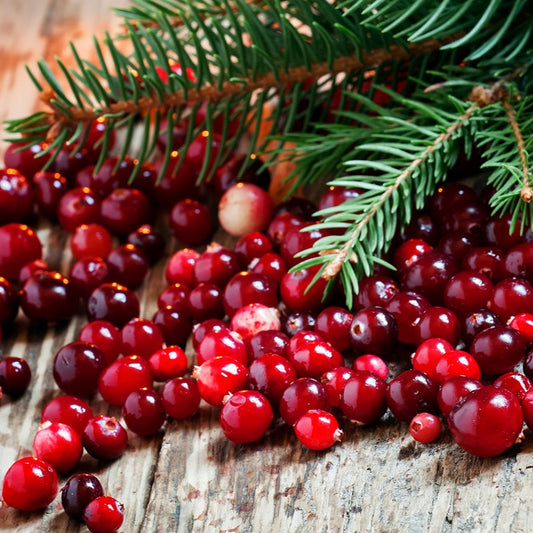 SPARKLING CRANBERRY WOODS SOY CANDLE