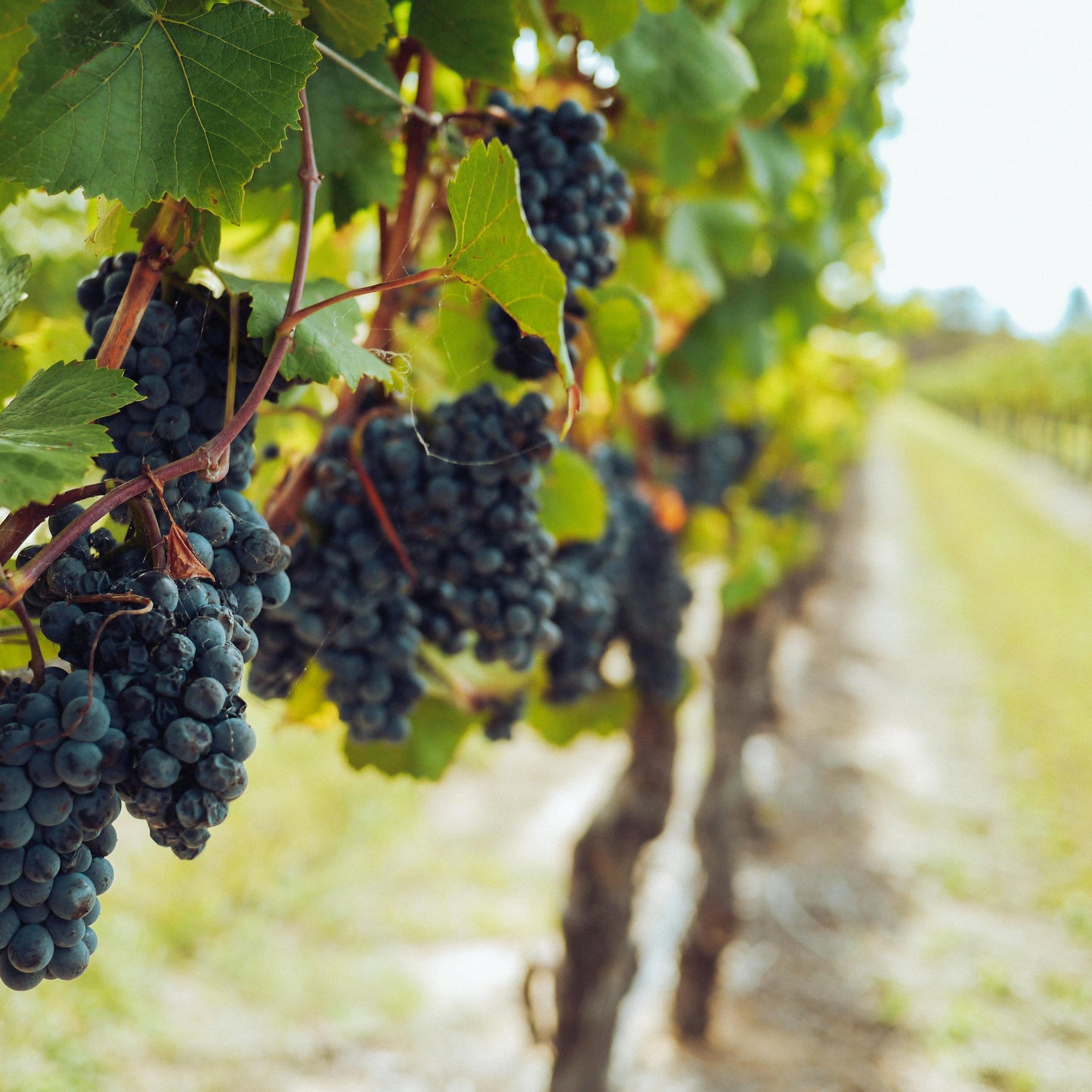 PASS THE MERLOT SOY CANDLE