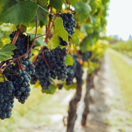 PASS THE MERLOT SOY CANDLE