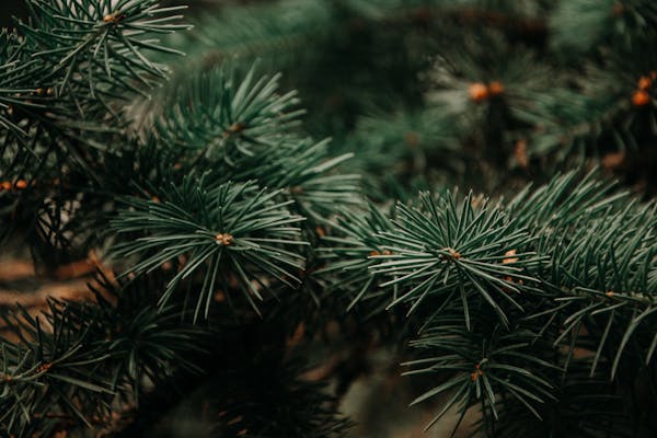 PINE & SNOW SOY CANDLE