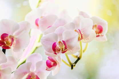 SEA SALT + ORCHID SOY CANDLE